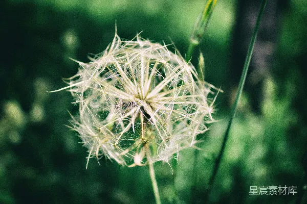 精选白花摄影作品