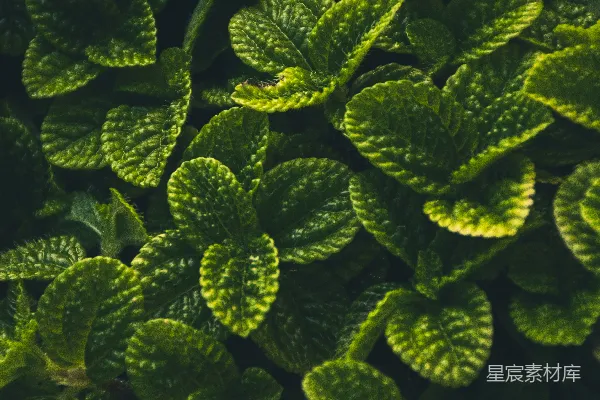 绿色植物的近距离摄影