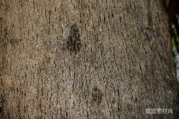 高清摄影 粗糙的树皮特写，上面有暗色斑点。