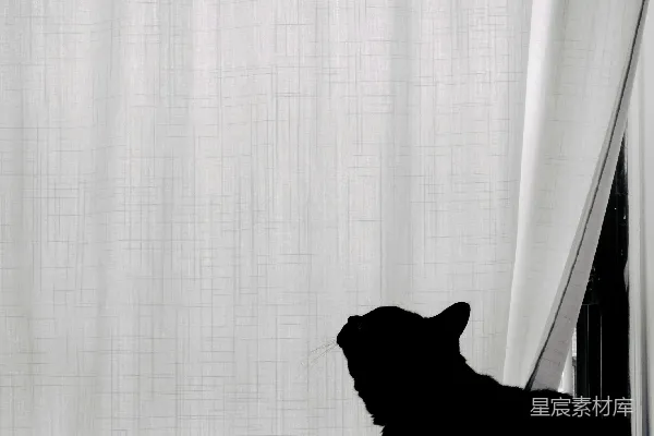 黑猫轮廓映衬在白色窗帘上
