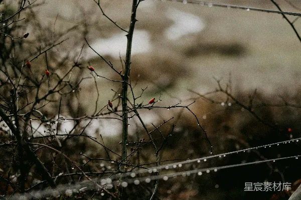 高清摄影 白天黑金属栅栏上的水滴