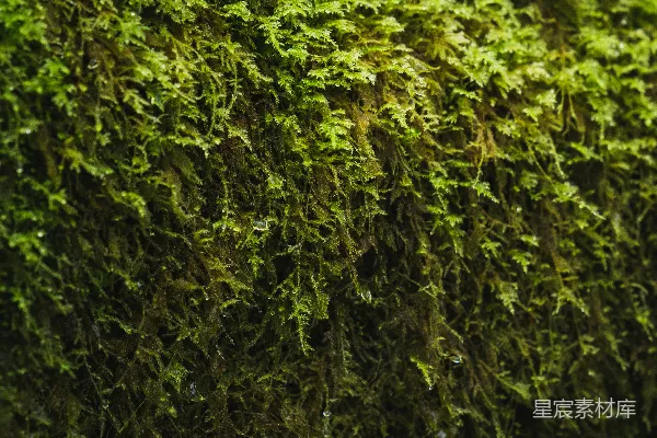 高清摄影 绿叶植物