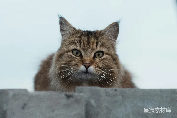 一只猫正直视着镜头。