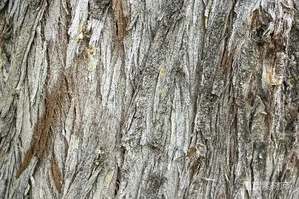 高清摄影 一棵树干的特写，树皮非常薄。
