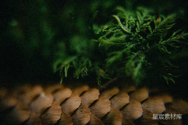 高清摄影 绿色的苔藓长在编织成的篮子上。