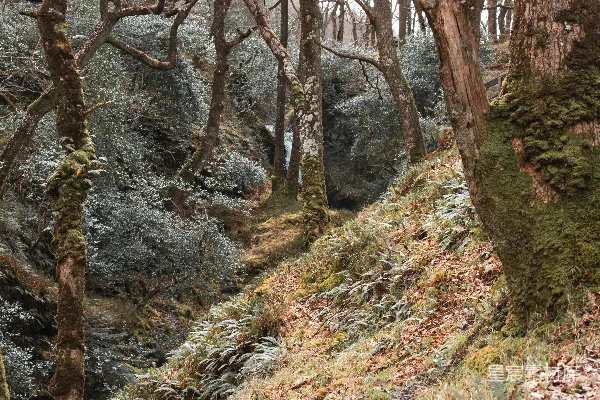 森林中的小径