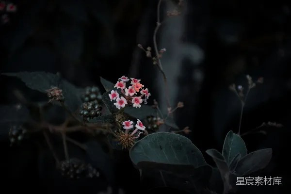 一束枝头上挂着的花