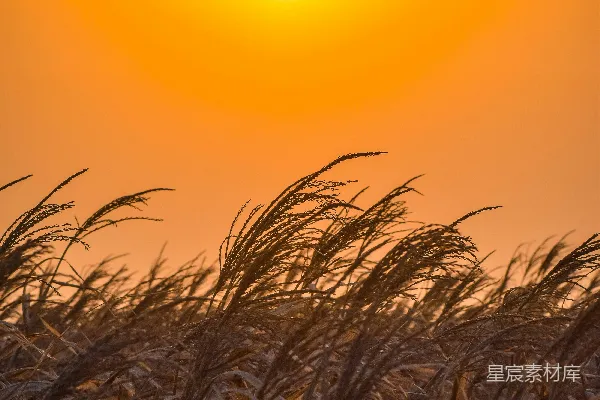 玉米田里夕阳西下