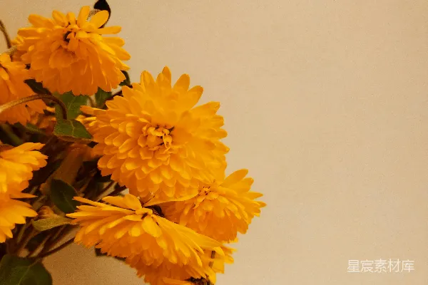桌子上摆放着一束盛开着黄色花朵的花瓶。