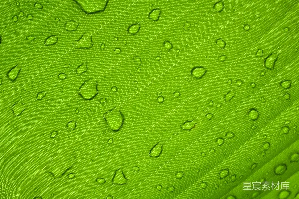 绿叶上的水滴