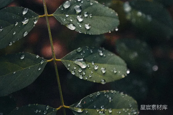 绿叶上的水滴