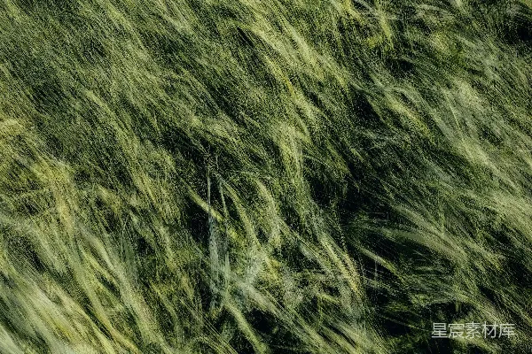 高清摄影 一片草地