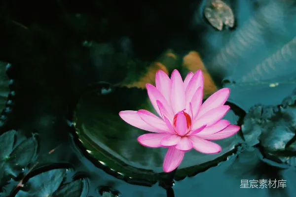 水中的粉色莲花