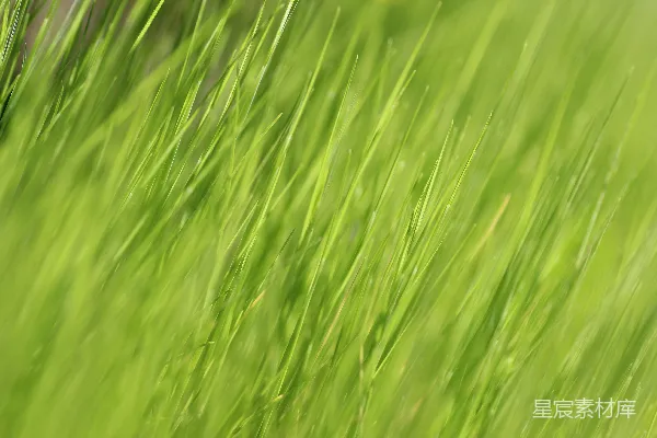 田野中一幅模糊的绿色草地照片