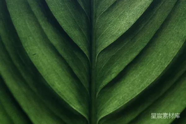 高清摄影 一片绿色叶子的特写视角