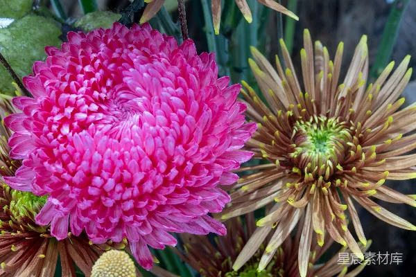 两朵鲜艳的菊花，花瓣细腻。
