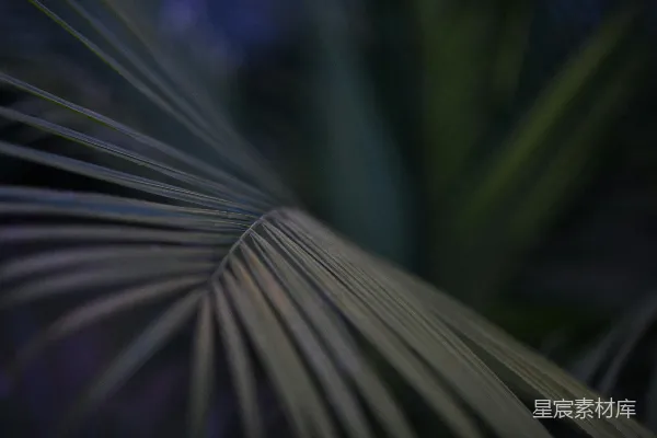 一张手掌叶的特写镜头