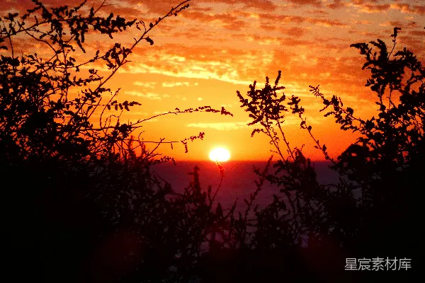 夕阳透过轮廓分明的树影显得格外 vibrant 。