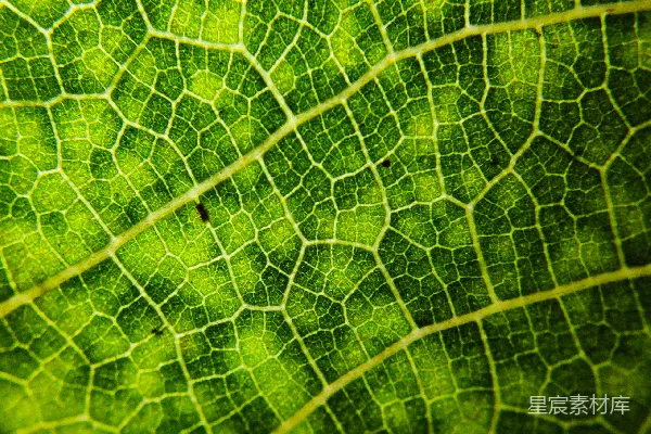高清摄影 一张叶子的特写照片
