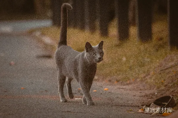 灰猫沿着一条通往森林的小路行走。