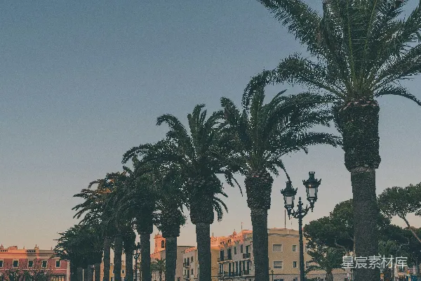 带线棕榈树