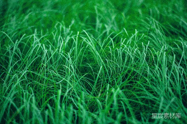 白天绿草遍野
