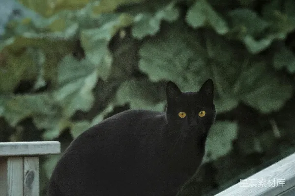 一只黑猫坐在木头栅栏上方。