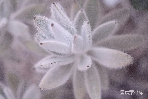 一朵白花的特写镜头，生长在植物上