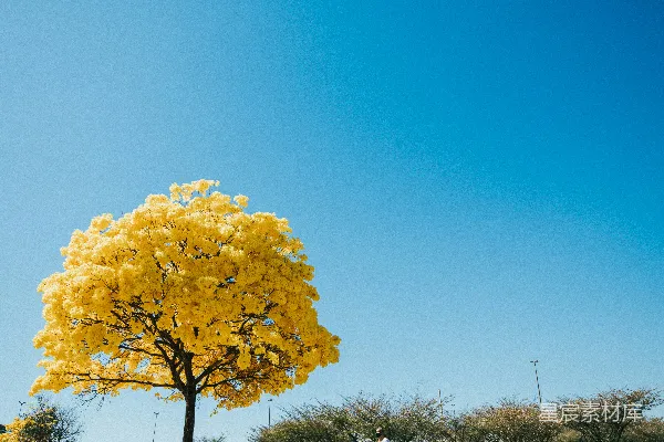 黑色夹克的男人在白天靠近一棵黄色的树附近站立。