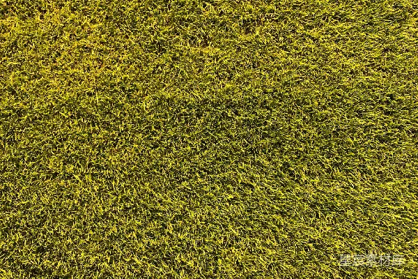 高清摄影 一个近距离的绿色草地的景象
