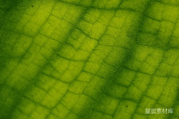 高清摄影 一张绿色叶子的特写照片