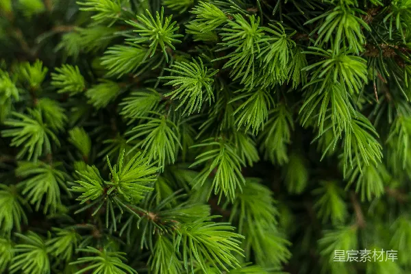 绿色苔藓植物的近景摄影