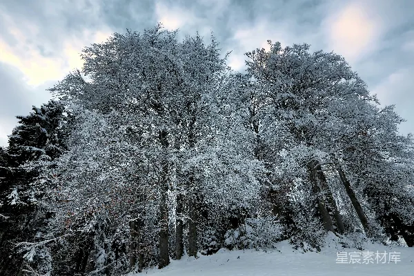 覆盖着白雪的树木的灰度摄影