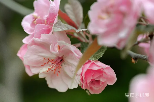 春日里 delicate 粉色的花朵盛开。