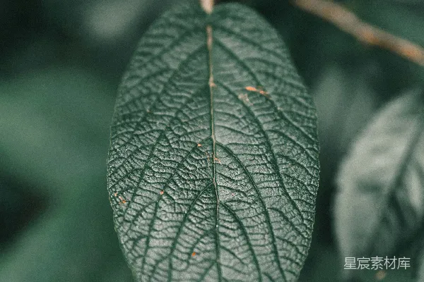树上一片叶子的特写