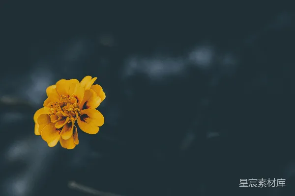 一朵蜜蜂在黄色的花朵上