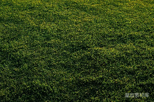高清摄影 绿色草地