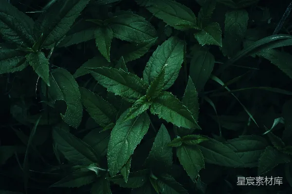 一片绿色叶片植物的特写