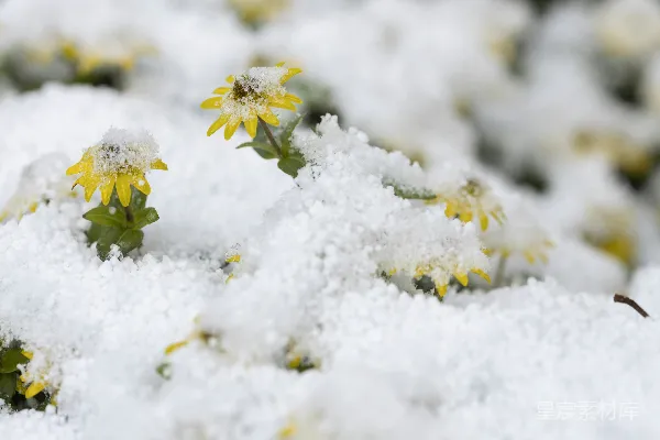 一堆覆盖着白雪的花