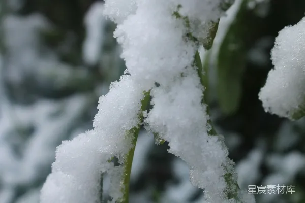 白天覆盖着雪的树干