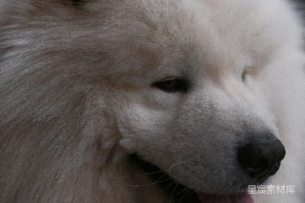 一身蓬松洁白的萨摩耶狗舌头伸出来