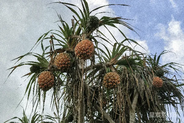 椰棕果悬挂在蓝天下的树上
