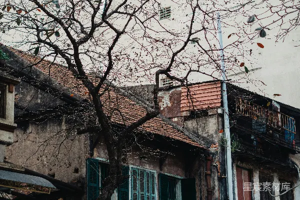 建筑物前一棵树，绿漆的窗框