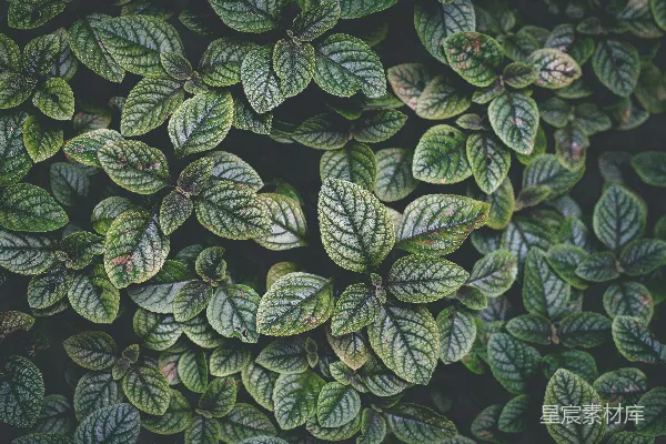 高清摄影 绿叶植物