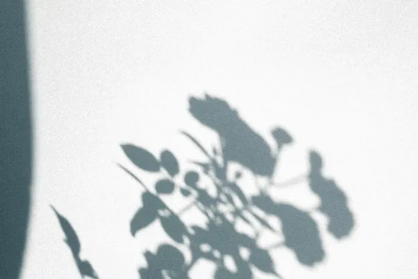 高清摄影 白色和黑色的花卉图案衣服