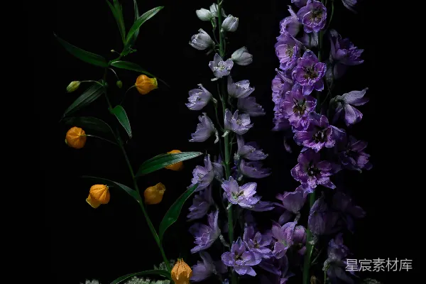 紫色和白色的花朵，绿色的叶子