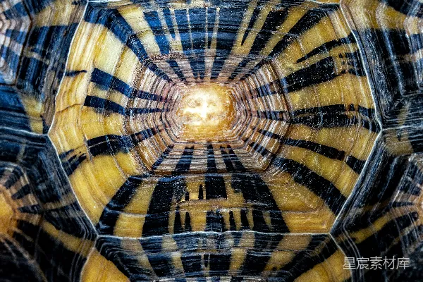高清摄影 黑色和棕色龟壳的特写摄影