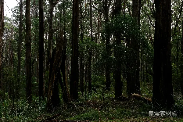一片长满了高大树木的森林