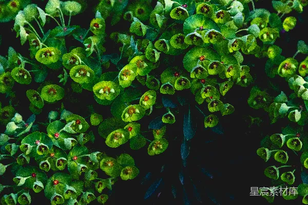 绿叶植物
