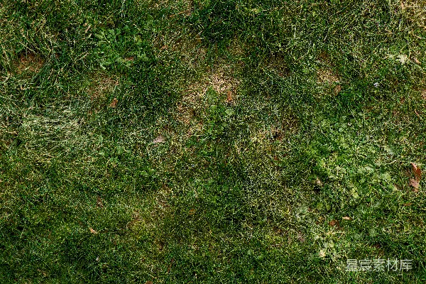 高清摄影 一张绿草地的特写照片
